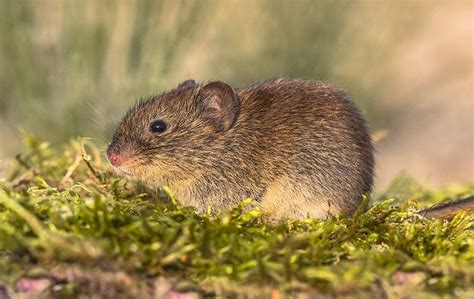 Meadow Vole Identification And Prevention Quality Pest Control
