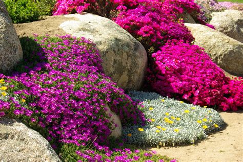 Plants That Work Best For Your Rock Garden Southeast Agnet