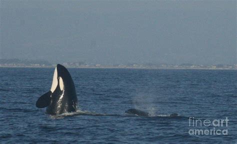 Killer Whale Spy Hop Photograph By Darci T Fine Art America