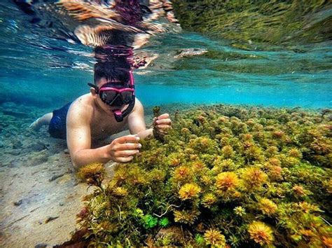 Umbul bening, letaknya masih dalam lokasi yang sama dengan umbul pule, yaitu desa sumbergondo, kecamatan glenmore, banyuwangi.seperti halnya umbul pule, tempat wisata yang satu ini juga mengandalkan kolam renang dan pemandangan alam yang masih asri di sekitarnya. Wisata Menarik di Pemandian Kali Bening Magelang