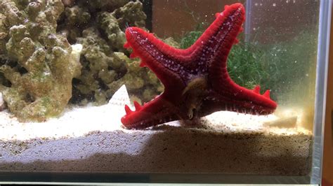 My Red Knob Sea Star Is Eating Shrimp Part 2 Youtube