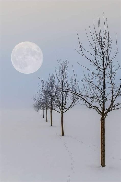Photograph Winter Love Winter Snow Beautiful Moon Beautiful Scenery