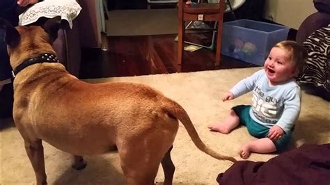 Baby Laughing At Dog And Bubbles Youtube