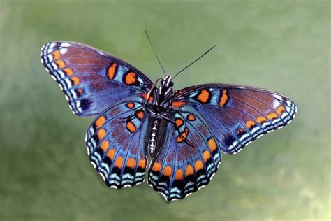 The Butterfly Underside Photograph By Linda Goodman