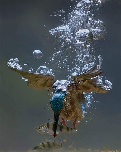 Kingfisher Catching A Fish Underwater Photo Chazdoge Pet Birds