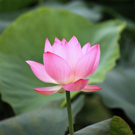 Lotus Flower Photograph By Real444 Pixels