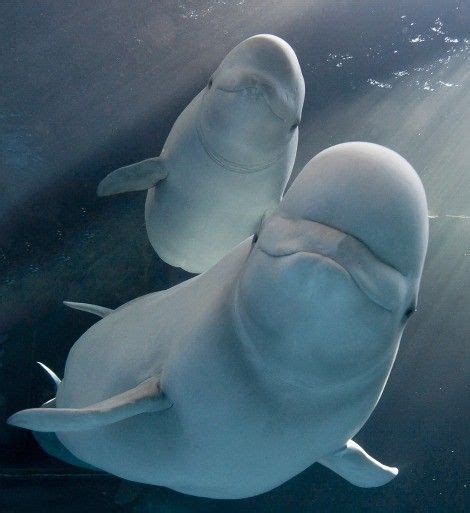 Baby Beluga In The Deep Blue Sea Swim So Wild And You Swim So Free