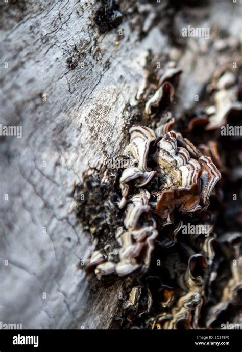 Tree Bark Fungus In Detail Stock Photo Alamy