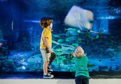 Legoland California Sea Life Aquarium Reopening Friday September 4