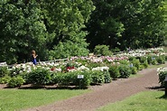 Visit to the Peony Gardens, Nichols Arboretum (University … | Flickr
