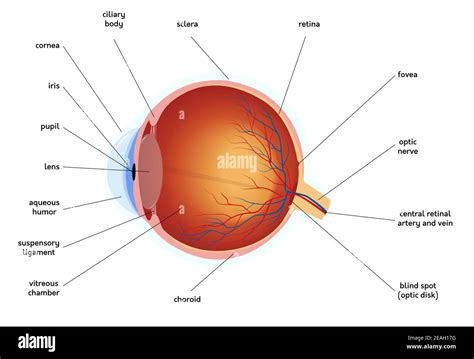 Human Eye Anatomy Diagram Medical Educational Cross Section
