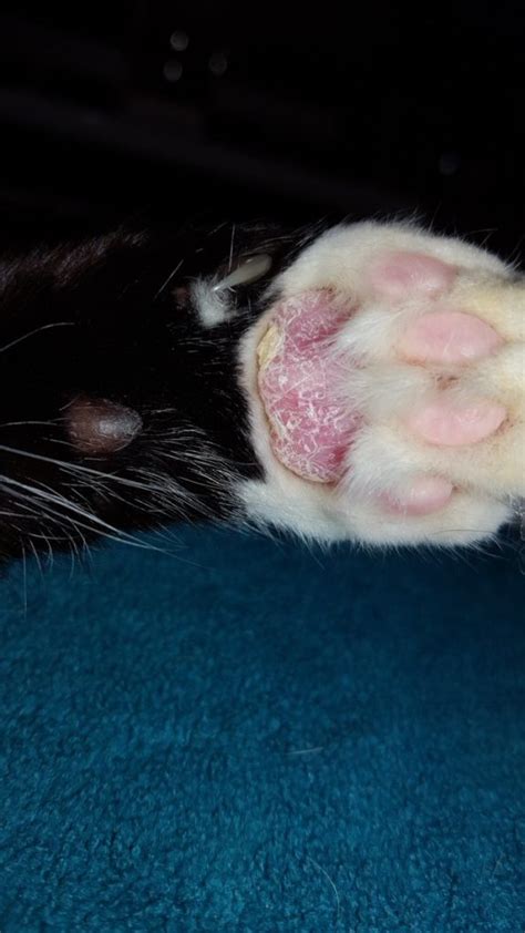 Feline Plasma Cell Pododermatitis Pillow Pillow Foot In Cats Keepingdog