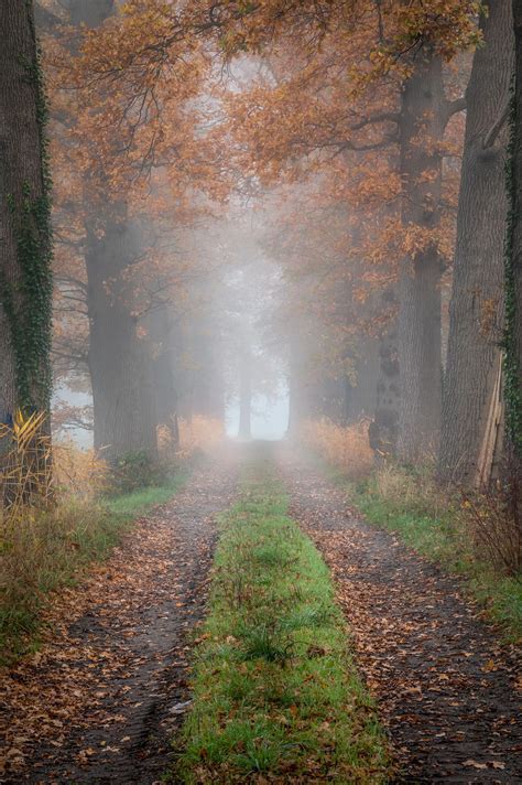 Autumn And Fog Beautiful Nature Autumn Photography Scenery