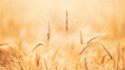 Wheat Field Wallpaper 2560x1440 57178 Baltana