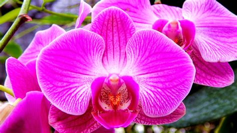 33 Gambar Bunga Anggrek Paling Indah Yang Banyak Dicari Informasi
