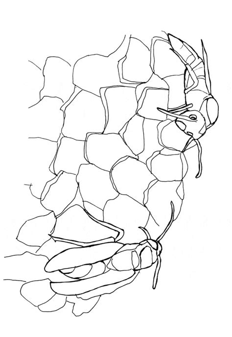 Wasp Coloring Pages Coloring Home