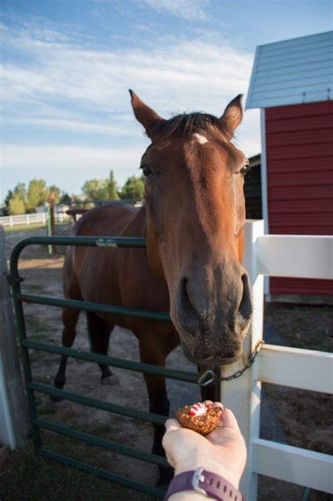 Homemade Horse Treats Recipe Horse Cake Pops Budget Equestrian