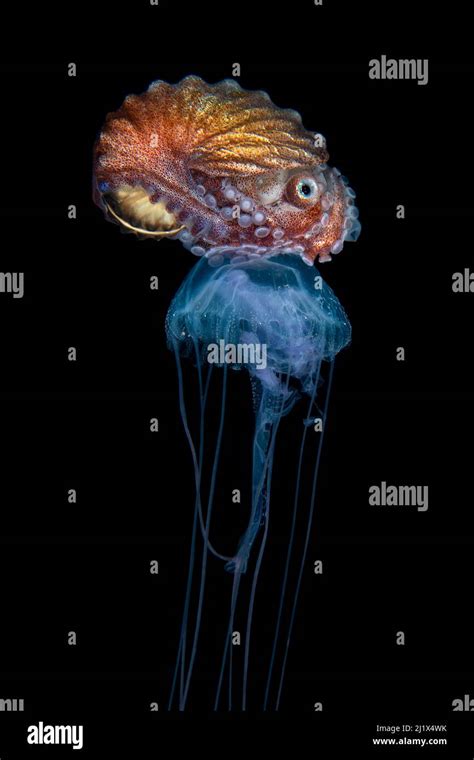 Brown Paper Nautilus Argonauta Hians Female Riding On A Jellyfish