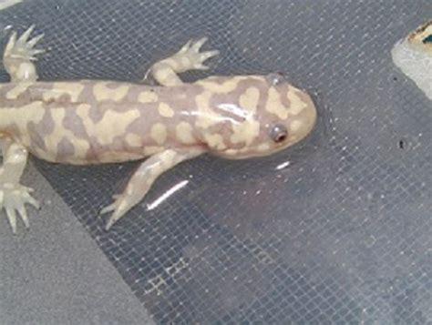 Pin By Ellie Jewkes On Tiger Salamander Paludarium Tiger Salamander