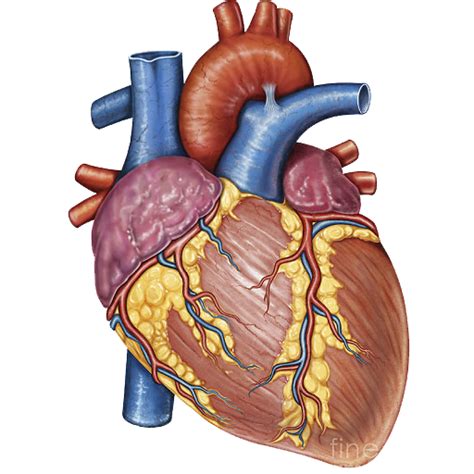 Stock Photography Heart Gross Anatomy Human Body Heart Png Download