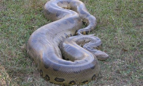 La Anaconda Gigante La Serpiente Ms Grande Del Mundo