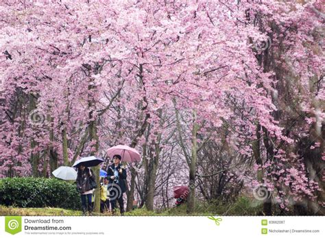 Cherry Blossom Seasonkkday Self Organized Tournantou Wuling Farm