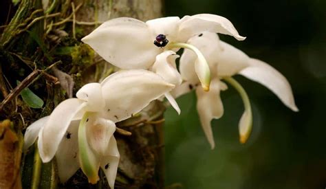 Orchids Of The Amazon Rainforest Shiripuno Amazon Lodge