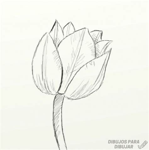 磊 Dibujos De Tulipanes【190】lindas Y A Lápiz