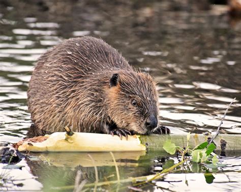 Enjoy Hungry Beaver Smithsonian Photo Contest Smithsonian Magazine