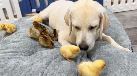 Labrador Retriever Meets Tiny Chicks For The First Time Youtube
