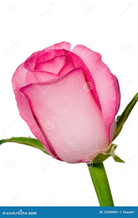 Rosebud Stock Image Image Of T Freshness Pink Gardening 12090961