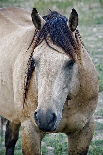 Buckskin is just a base color and it is possible for other. Buckskin | Horses, Pretty horses, Beautiful horses