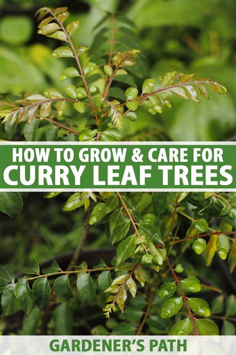 How To Grow Curry Leaf Trees Gardeners Path
