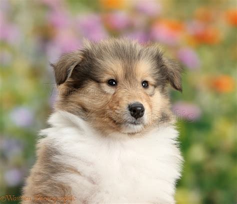 Sable Rough Collie Dog Puppy 7 Weeks Old Photo Wp38057