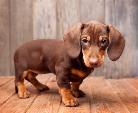 Dachshund Dog Breed Information Pictures And More