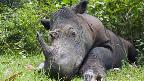 Poachers Are Hunting Down The Worlds Last Wild Sumatran Rhinos