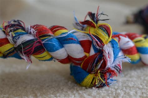 A Tale Of Two Huskies Multi Colored Rope