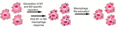 Modified Macrophages For Cancer Study And Delivery Farkas Research Group