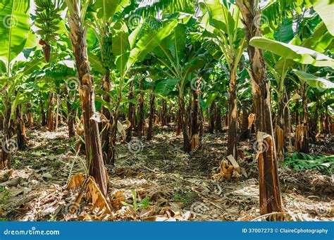 Banana Plantation Stock Image Image Of Growth Sunlight 37007273