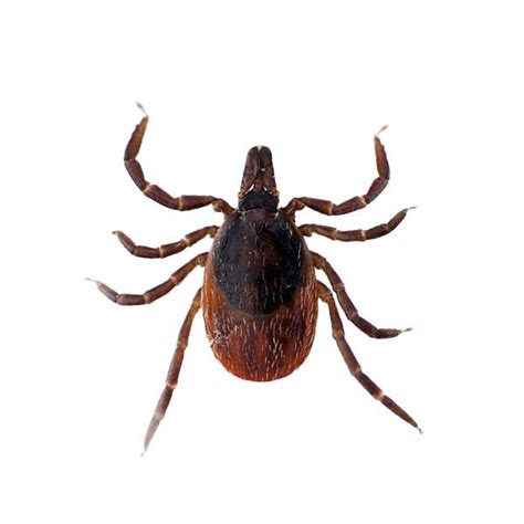 Blacklegged Tick Identification Habits And Behavior Florida Pest Control