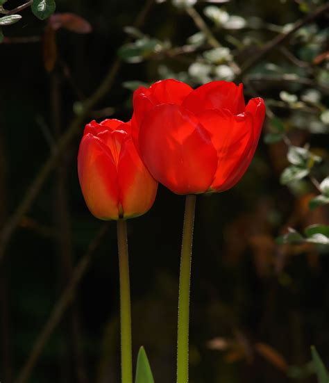 Free Images : nature, flower, petal, perspective, tulip, spring, red