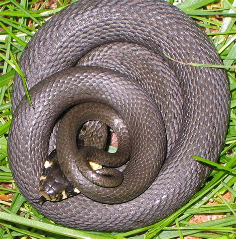 V • d • e. English Grass Snake | All About Snake World - Snake Tattoo ...