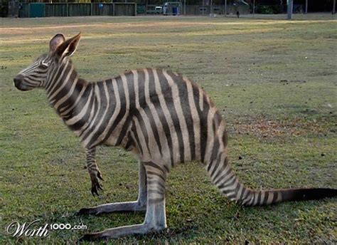 Check Out These Crazy Animal Hybrids Boredombash
