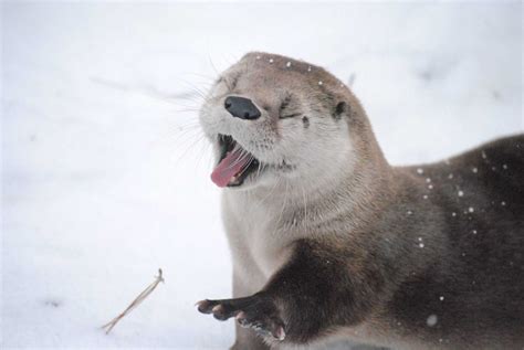 23 Pictures That Prove Otters Are Just Silly Wet Sea Cats