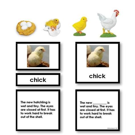 Chicken Life Cycle 3 Part Cards With Objects Chicken Life Cycle
