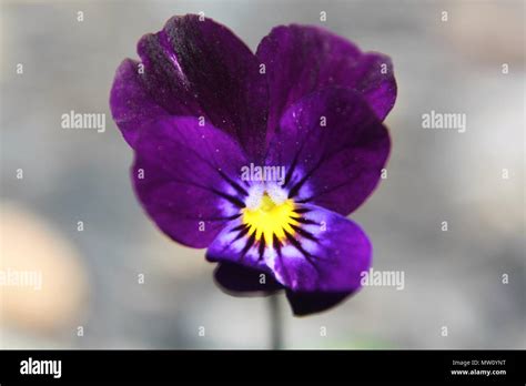Purple African Violet Hi Res Stock Photography And Images Alamy