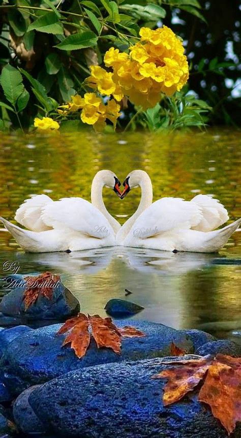 2 Artistic Beautiful Swans In Love 5 Images Montage Swan Pictures