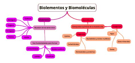 Bioelementos Y Biomoléculas Mapa Conceptual