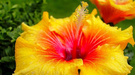 The Yellow Hibiscus Hawaiis State Flower Travel To Paradise