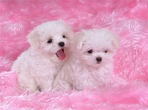 World S All Amazing Things Pictures Images And Wallpapers Cute Puppies Wallpapers Very Cute